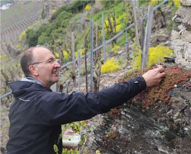 Gezüchtete Raupen an der Mosel ausgesetzt Apollo-Fan Jürgen Becker setzte dabei eine gezüchtete Raupe auf ihrer Futterpflanze, der Fetthenne, aus.