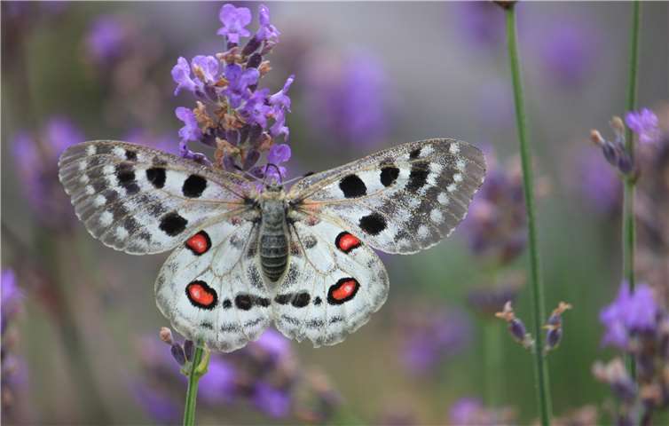 Apollofalter - der Schmetterling der Terrassenmosel. Symbol der Artenvielfalt der Kulturlandschaft.Foto: privat