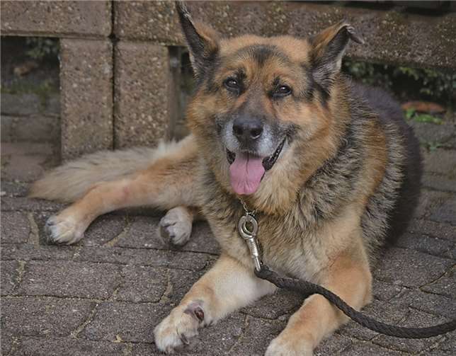 Arex sucht ein Zuhause. Tierschutz Siebengebirge, Antje Firmenich