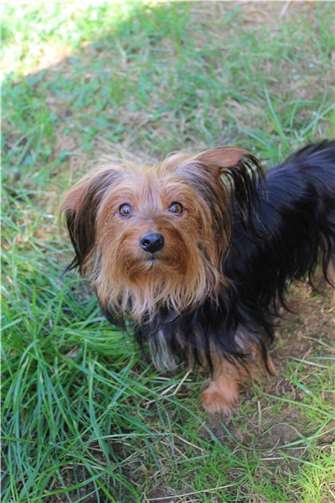 Ariel.  Foto: Tierheim u.Tierschutzverein Kreis Ahrweiler e.V., Claus Krah