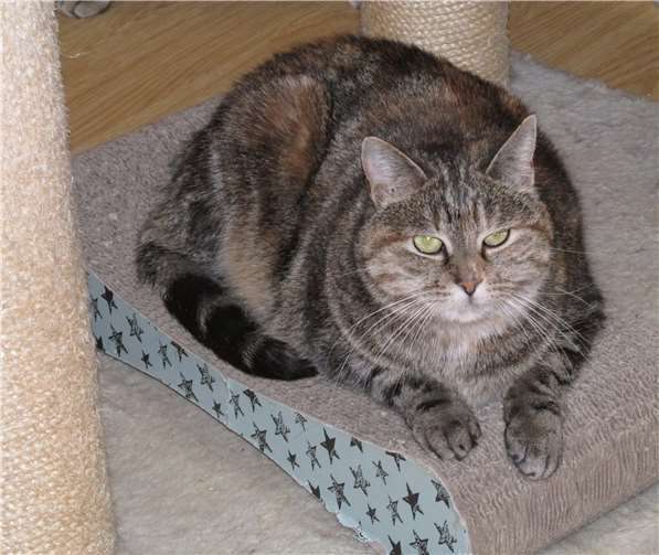 Ariella. Fotos: Katzenhilfe WW