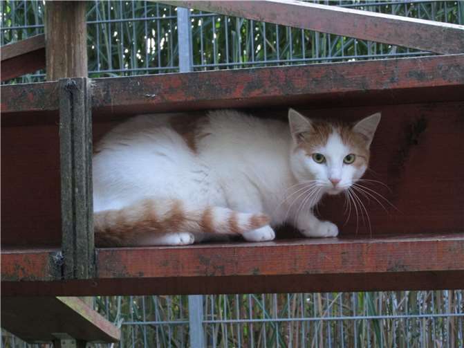 Aristo. Fotos: privat