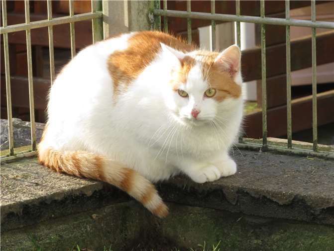 Aristo. Fotos: privat