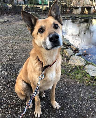 Armani ist der Liebling der Gassigänger. privat