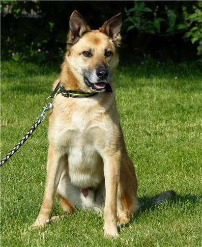 Armani liebt Wasser und Spaziergänge.  Tierheim Andernach