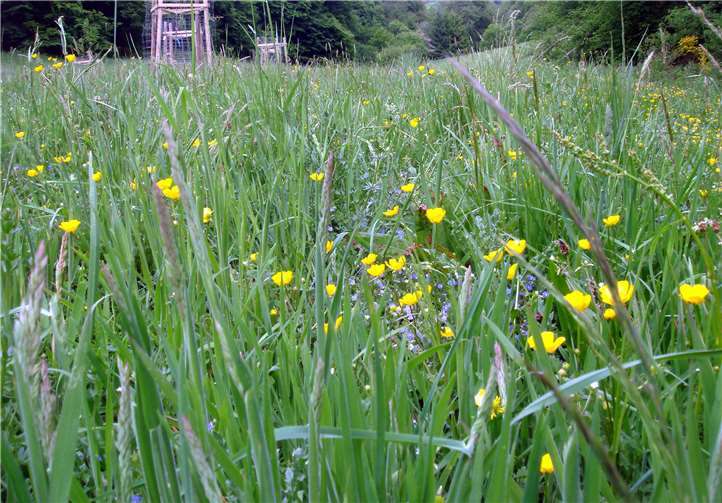 Artenvielfalt bei Pflanzen auf der Streuobstwiese in Leimbach-Adorferhof im Mai2020. Foto: privat
