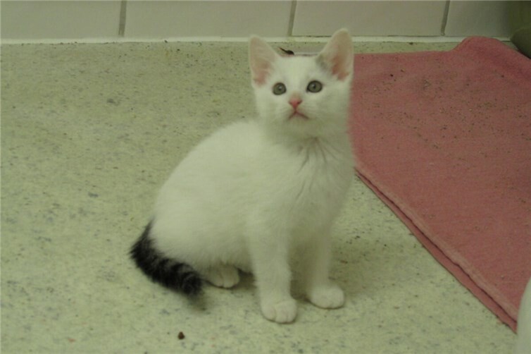 Artus ist auf der Suche nach einem neuen Zuhause, in der er mit seinem Bruder Aurelius einziehen darf.Fotos:Katzenhilfe Westerwald e.V.