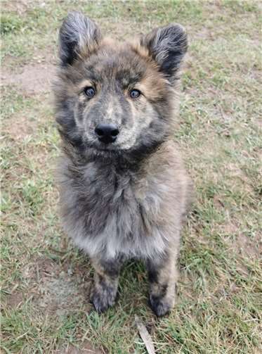 Ben braucht einen Assistenzhund Assistenzhündin Frieda.