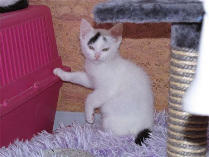 Atreju.  Foto: privat