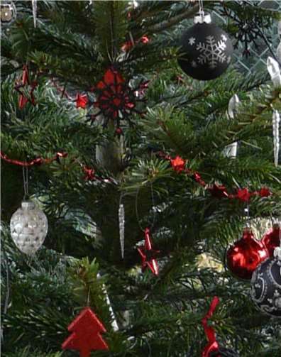 Auch 2018 gibt es eine kostenlose Tannenbaumabholungprivat