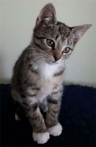 Auch Abby sucht ein Zuhause .Privat