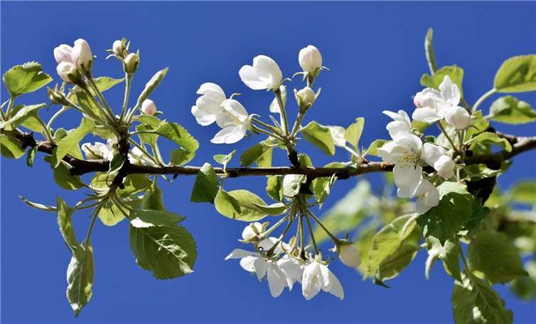 Auch Apfelbäume können bestellt werden. Foto: Winfried Sander