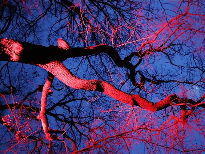 Auch Bäume wurden bunt angestrahlt.