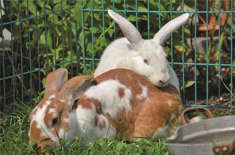 Auch Blondi und Paulchen freuen sich auf ihr neues Zuhause.privat