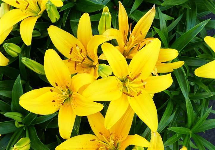 Auch Blumenaufnahmen sind bei der Ausstellung zu sehen. Karl Heinz Scheuren