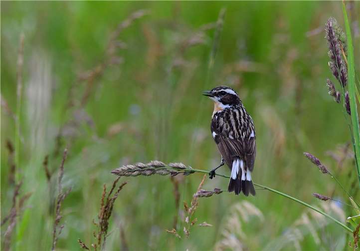 Auch Braunkehlchen sind nur selten anzutreffen.Fotos: Harry Neumann
