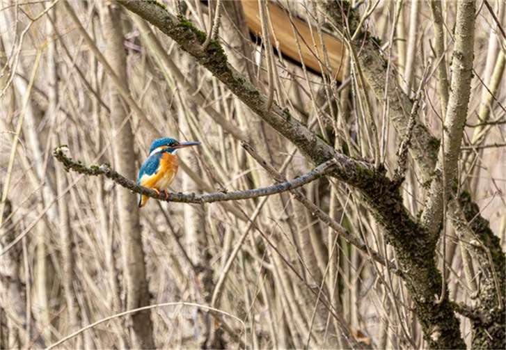 Naturschutzgebiet Ahrmündung: „Bitte nicht stören!“ Auch Eisvögel gehören zum Tierbestand im Naturschutzgebiet „Mündungsgebiet der Ahr“. Für sie hat jetzt die Brutzeit begonnen.Foto: Thomas Brötz