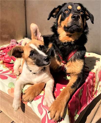 Auch Hunde sind beim Fest willkommen, für sie gibt es einen Badeteich. Foto: privat