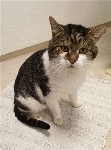 Auch Kater Barny Bär wartet noch beim Tierschutz auf ein Zuhause. Foto:privat