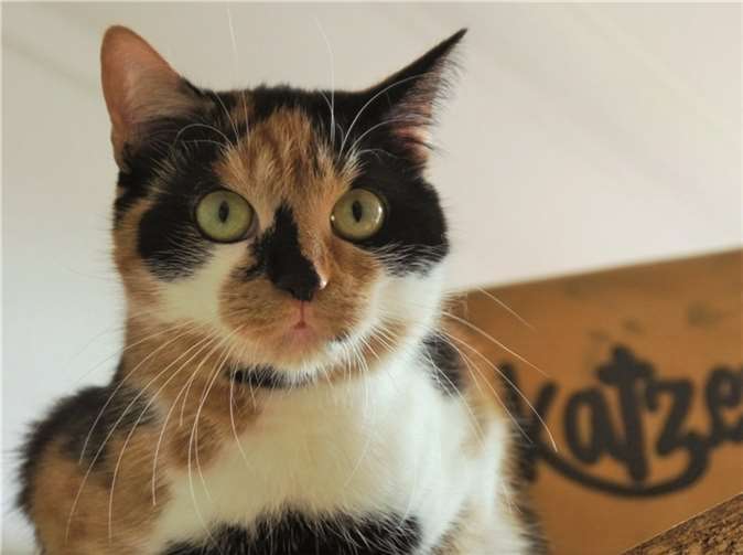 Auch Kisa geht es dank der ehrenamtlichen Helfer gut.