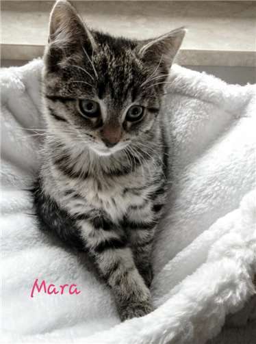 Auch Mara freut sich auf ein neues Zuhause.Fotos: Katzenschutzfreunde