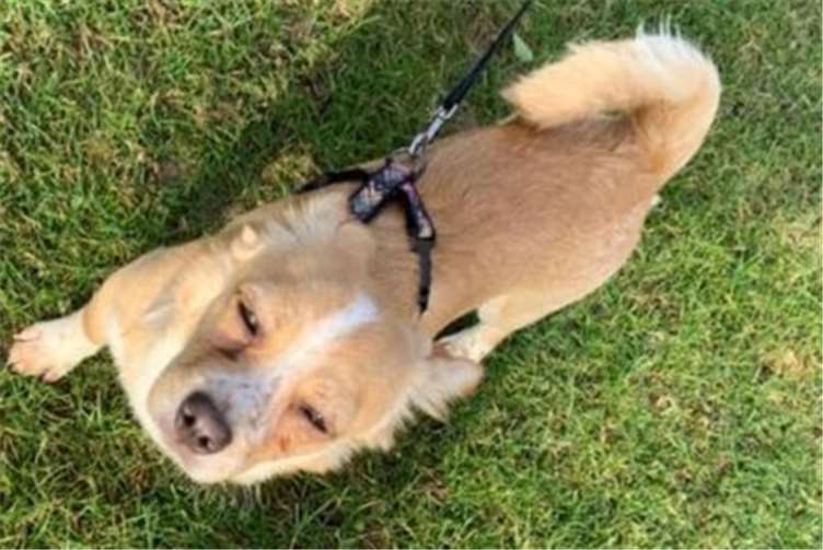 Auch Nelly freut sich auf eine Familie.