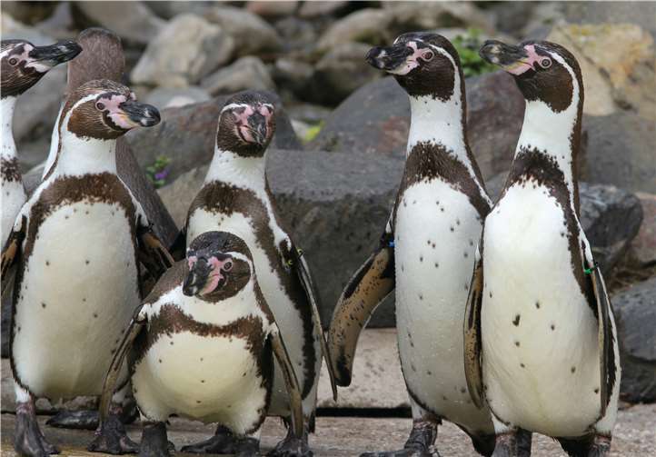Auch Pinguine frieren gelegentlich.Fotos: Zoo Neuwied