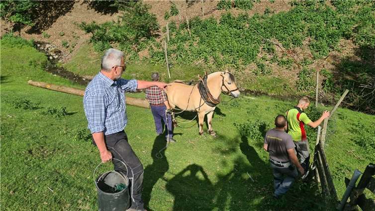 Auch Rückepferd Falko kam zum Einsatz.