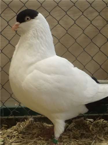 Auch Taubenliebhaber kommen auf ihre Kosten.