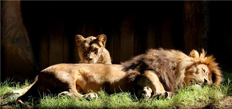 Auch Tiere benötigen guten Schlaf.  Foto: Zoo Neuwied/Leo Schmitz