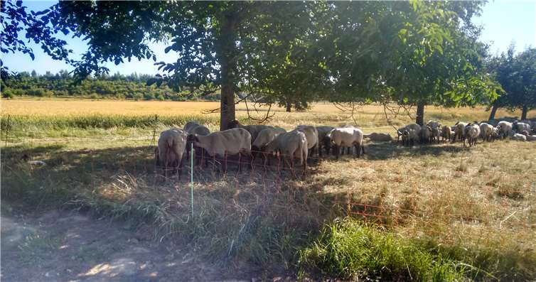 Auch Tiere leiden sehr unter der Sommerhitze. Fotos: Pressestelle der Kreisverwaltung