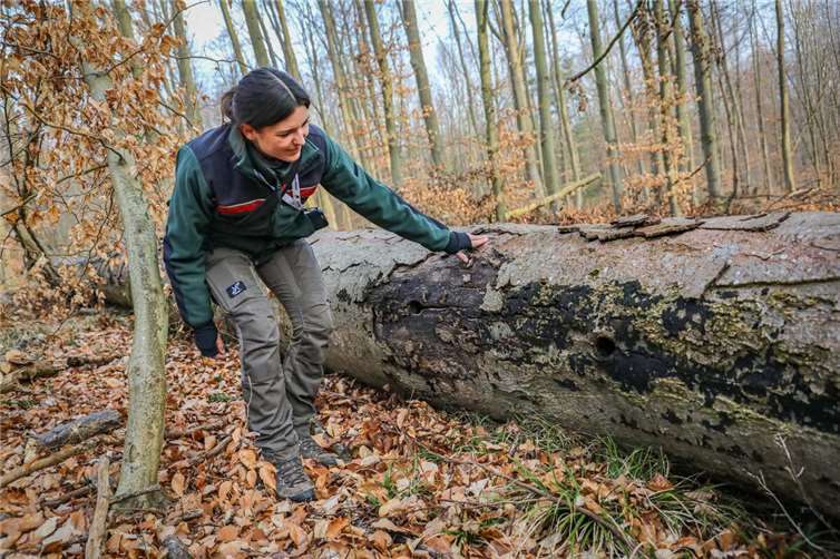 Auch am Boden bleibt sie wertvoll: Die Baumkrone mit Spechthöhlen dient als Totholz weiterhin vielen Arten als Lebensraum. Försterin Miriam Rosenbach kontrolliert einen entsprechenden Baum im Koblenzer Stadtwald.  Fotos: Stadt Koblenz/Andreas Egenolf