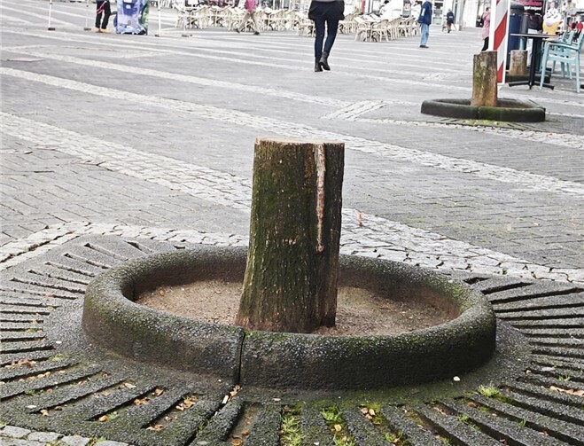Auch auf dem Luisenplatz mussten ebenfalls Bäume gefällt werden.