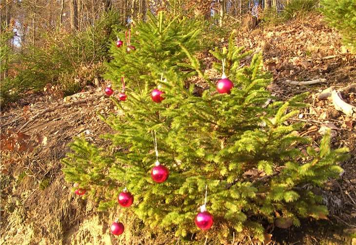 Auch auf dem Weg wurden Kugeln verteilt.