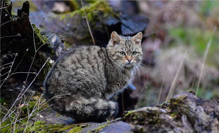 Auch bei den ausgewachsenen Tieren sollten immer Expertenzu Rate gezogen werden. Die Tiere sind immer noch streng geschützt.