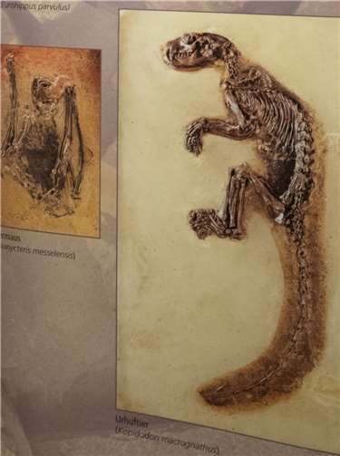 Auch das hier abgebildete Fundtier hatte völlig andere Proportionen, als wir sie von den heutzutage vorherrschenden Lebewesen kennen.