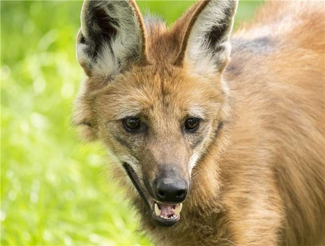 Auch den Mähnenwolf kann man beim Rundgang des Zoos entdecken.