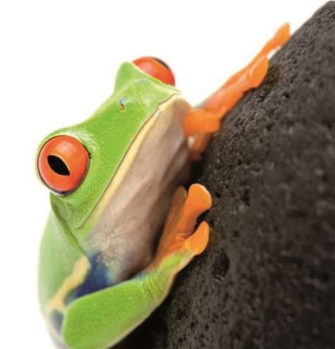 Auch der Frosch hat eine märchenhafte Geschichte. privat