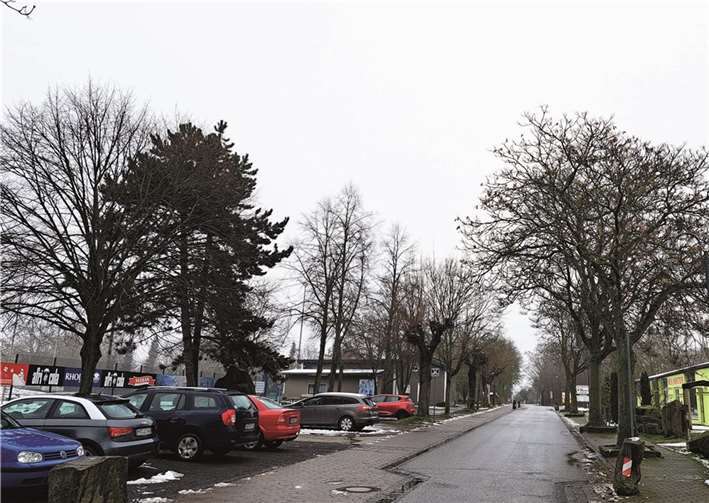 Auch die Bäume in der Brauerstraße, die sich im Eigentum der Stadt Mendig befinden, unterliegen der neuen Baumschutzsatzung.  Fotos: FRE