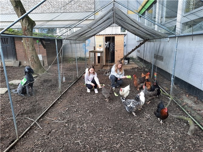 Auch die Betreuung von Hühnern wird angeboten.
