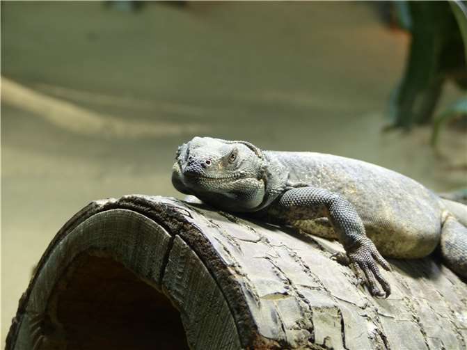 Auch die Chuckwallas fanden ein neues Zuhause.