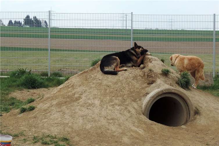 Auch die Hunde freuten sich am Geburtstag über viele Besucher.