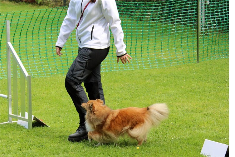 Erfolgreiches Rally Obedience Turnier mit 60 Startern