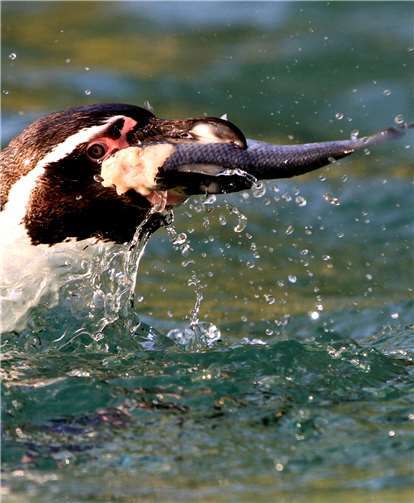 Auch die Pinguine wollen gefüttert werden.Foto: privat