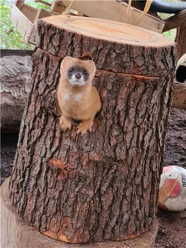 Auch die Tiere im Zoo Neuwied wünschen sich etwas zu Weihnachten.  Fotos: Franziska Waked