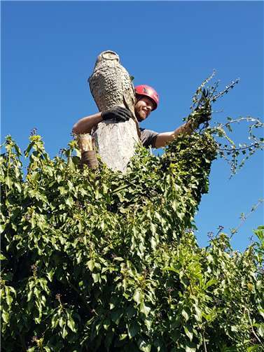 Auch die auf dem Stumpf der ehemaligen Zeder thronende, 60 Kilogramm schwere Eule aus Holz ist wieder zu bewundern, nachdem kürzlich Efeu zurückgeschnitten wurde. Foto: privat