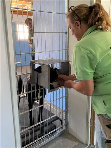 Auch die neu installierte Habermannklappe kam zum Einsatz, die ein sicheres Maulkorbtraining bei besonders unsicheren Tieren ermöglicht.