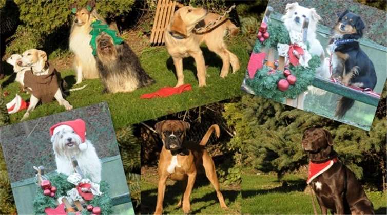 Auch die treuen Begleiter des Menschen freuen sich auf das Fest.privat