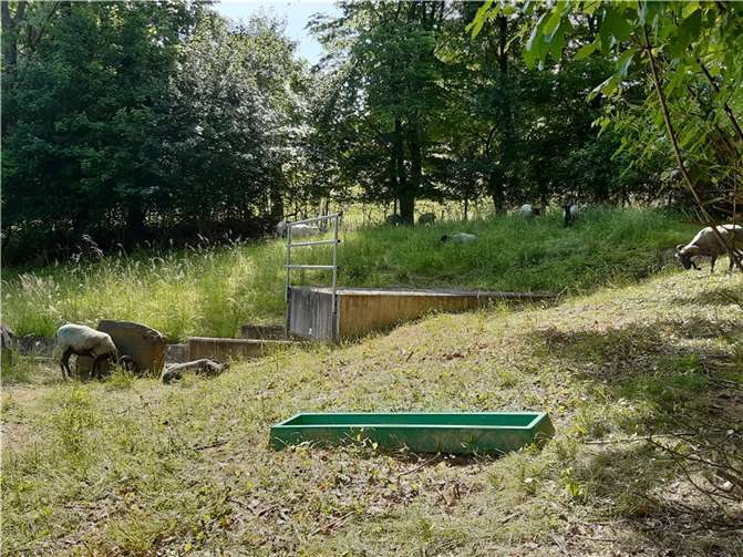 Auch diese Heidschnucken gehören zum Team Landespflege bei der Verbandsgemeinde. Sie halten den Bewuchs im Regenrückhaltebecken bei Gackenbach kurz. Es ist in diesem Sommer schon ihr zweiter Einsatz dort.  Foto: VG Montabaur / Aglaia Abel
