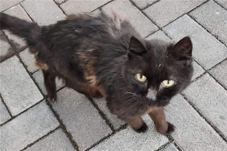 Auch diese sehr alte Flutopferkatze wurde gerettet. Foto: privat